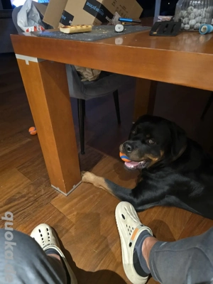 Suche Hundeliebhaber mit Erfahrung für gemeinsame Spaziergänge in Tegel Haselhorst