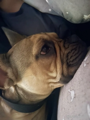 französische bulldogge hündin 10 monate 