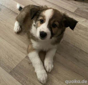 Bordercollie Aussiewelpen