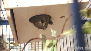 Suche streifenhörnchen 