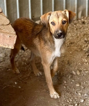 Wer möchte mit Alita in eine schöne Zukunft starten