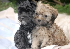 Beautiful Bolonka Zwetna Welpen Rüden und Hündinnen mit Papieren 