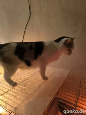 Bauernhof Katze zu verkaufen 