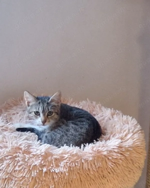 Verschiedenfarbige Kätzchen suchen zu zweit ein Zuhause