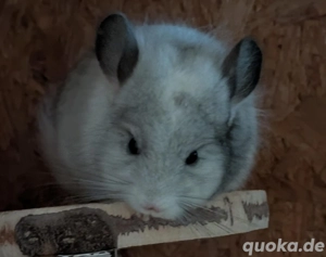 Chinchillas Jungtiere und Alttiere! 