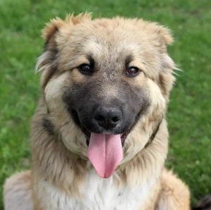 Knuffige Arika sucht ihre eigene Familie