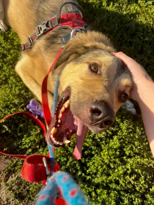 Romeo wünscht sich ein für immer Zuhause Bild 10