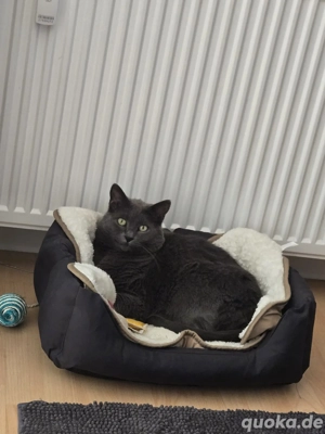 Kater zu verschenken und in liebevolle Hände abzugeben 