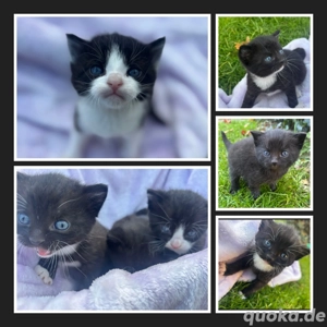 zuckersüße Katzenbabys