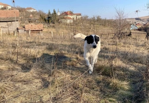 Große Monnie sucht passendes Körbchen Bild 9