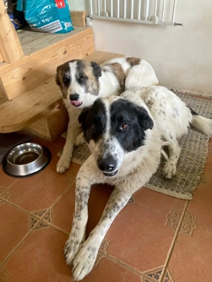 Große Monnie sucht passendes Körbchen Bild 10