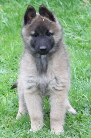 Belgischer Schäferhundwelpe zu vergeben