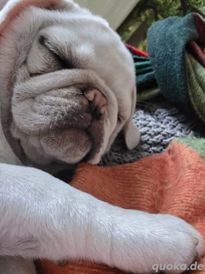 Mopsdame sucht Mensch fürs Leben 