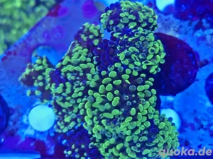 euphyllia meerwasser salzwasser lps sps korallen