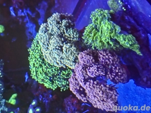 Korallen , Meerwassrt, Salzwasser, Euphyllia, Lps, Sps, 