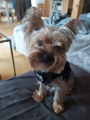 Yorkshire   2  j. - Kein Verkauf.