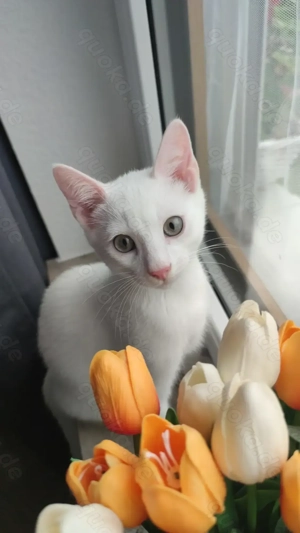 Hervorragender Bengalkater