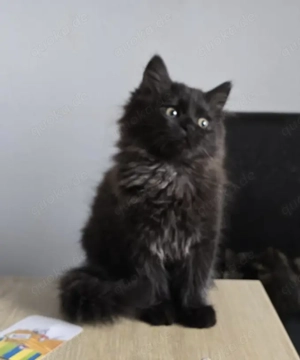 Schwarzer Kater  16 Wochen 