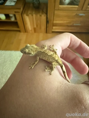 Kronengeckos Jungtiere