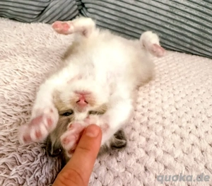 Nur noch 2 zauberhafte Ragdoll ähnl. Heilige Birma Kitten! Katzenbabys   Kitten  Bild 8
