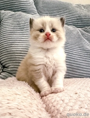 Nur noch 2 zauberhafte Ragdoll ähnl. Heilige Birma Kitten! Katzenbabys   Kitten  Bild 7