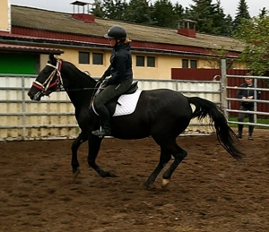 Warmblutstute Martha