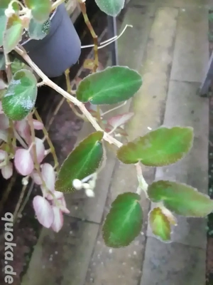 Terrarienpflanze Begonia thelmae