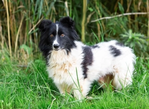 Kleiner Tommy sucht großes herz...
