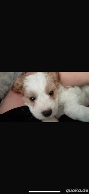 9 ckockapoo welpen abzugeben