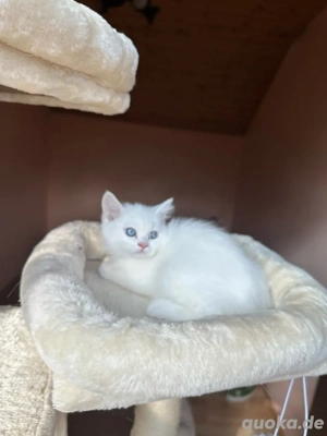 Bkh reinrasige Britisch Kurzhaar Abgabebereit