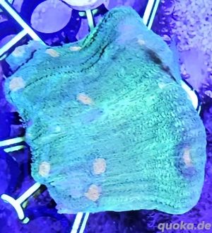 koralle Chalice Space Invader Ableger