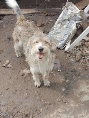 NALA - sucht ihr Für-immer-Zuhause (wartet in Rumänien) Bild 2
