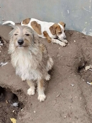 NALA - sucht ihr Für-immer-Zuhause (wartet in Rumänien) Bild 3