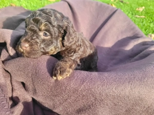 Reinrassige Toypudel Welpen in Choco & Choco Tan  Bild 5