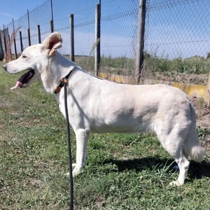 Nancy, liebe und gutmütige weiße Schäferhündin sucht dringend ein Zuhause