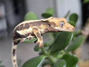 0.0.1 Kronengecko Correlophus ciliatus