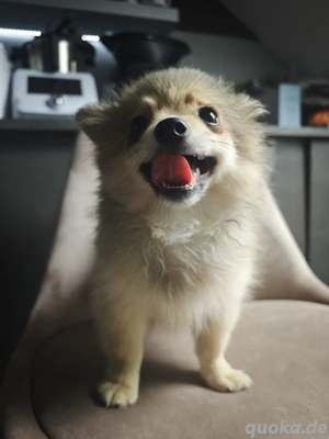 Zwergspitz Pomeranian Welpe ein Weibchen