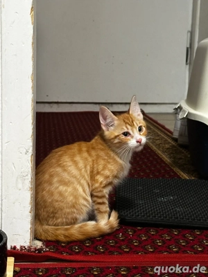 Süße orangefarbene kuschel Kätzchen,3 Mon alt, sucht ein neues zuhause nur in guten händen abzugeben