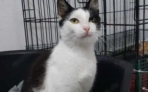 süßer Hashi sucht sein Kuschelpersonal