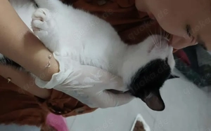 süßer Hashi sucht sein Kuschelpersonal Bild 3