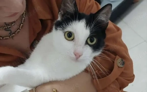 süßer Hashi sucht sein Kuschelpersonal Bild 4