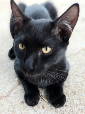 David der kleine Kämpfer sucht ein Für-Immer-Zuhause (als Wohnungskater)