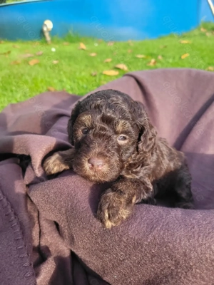 Reinrassige Toypudel Welpen in Choco & Choco Tan  Bild 3