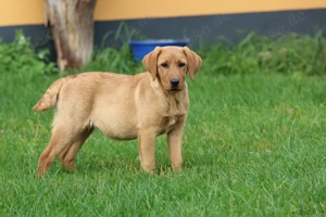 Labrador Welpe Hündin foxred