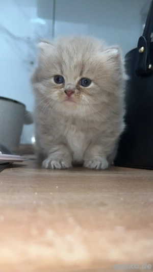 Britisch Langhaar reinrassig bkl