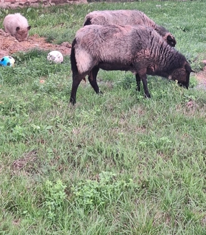 Pommersche Landschafe 