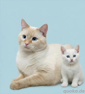 Flamepoint Deckkater ( Red point)