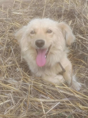 MARCO - ist bereit für Abenteuer (wartet in Rumänien)