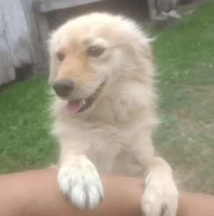 POLO - wo darf er glücklich werden? (wartet in Rumänien)