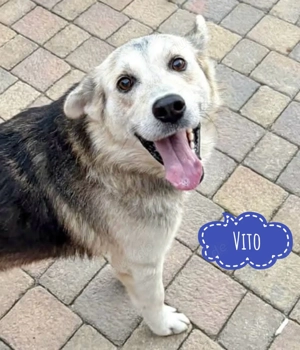 Vito, hübscher Polarhund   Schäferhund Mix sucht dringend und endlich ein Zuhause